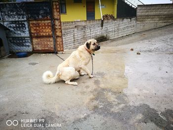 Dog sitting on footpath