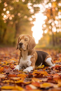 Dog in autumn leaves