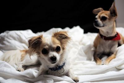 Portrait of dog relaxing on bed