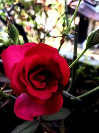 Close-up of red rose blooming outdoors