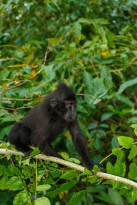 Monkey in a forest