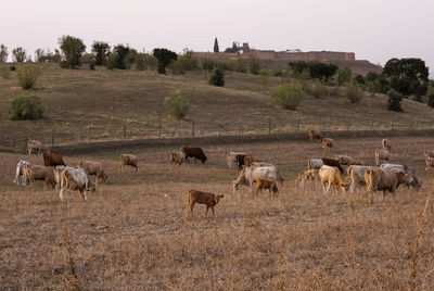 Flock of sheep grazing on field