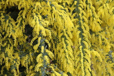 Full frame shot of yellow flowering plants