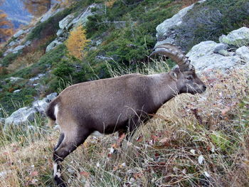 Side view of a horse on field