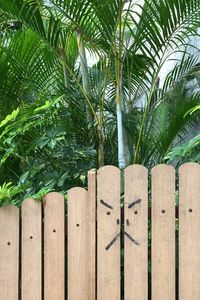 View of wooden fence and palm tree