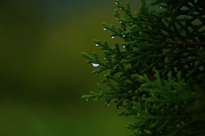 Close-up of fresh green tree