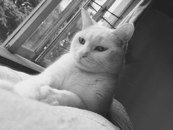 Close-up portrait of a cat