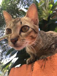 Close-up portrait of a cat