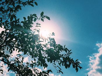 Low angle view of trees against blue sky