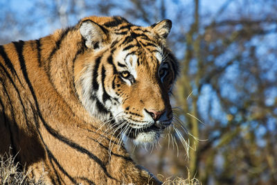 Close-up of a tiger