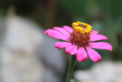 Close-up of pink flower blooming outdoors