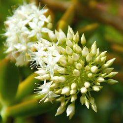 Close-up of white flowers blooming outdoors