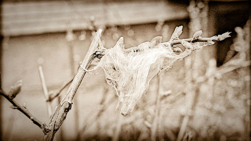 Close-up of dead plant against blurred background