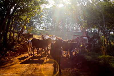 Horses in a field