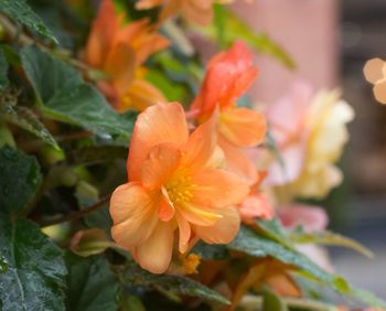 Close-up of flowers blooming outdoors