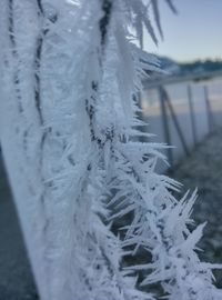 Close-up of frozen plant