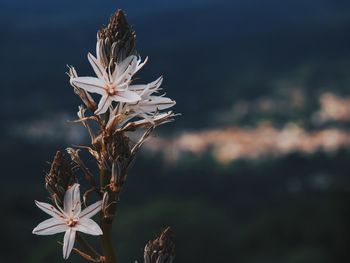 Close-up of wilted flower on field