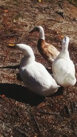 Close-up of swans