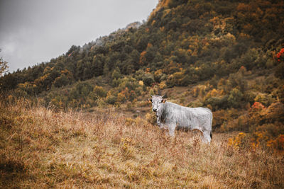 Cow standing on field against mountain