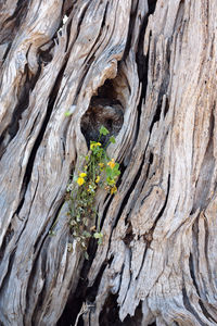 Close-up of tree trunk
