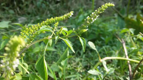 Close-up of fresh green plant