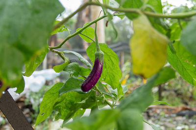 Close-up of green chili peppers on plant