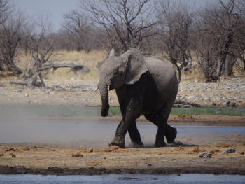 Side view of elephant calf on landscape