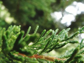 Close up of leaves