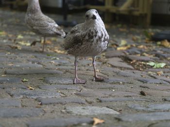 Seagull perching on footpath