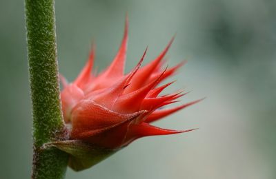 Close-up of red flower