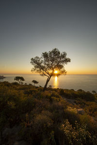 Tree by sea against sky during sunset