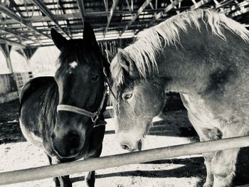 Close-up of horse