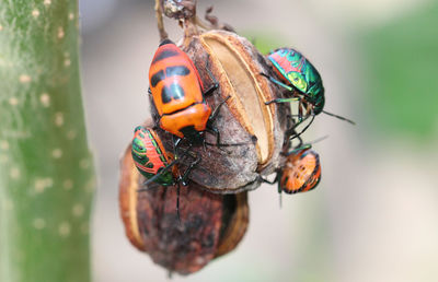 Close-up of ladybug on leaf