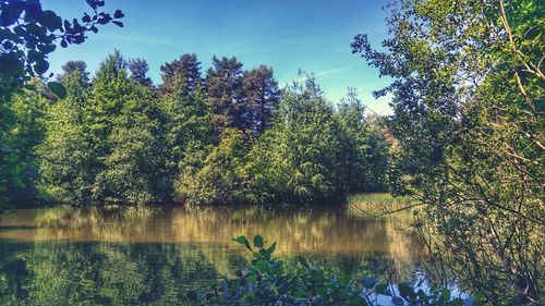 Scenic view of lake against trees in forest