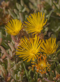 Close-up of yellow flowers blooming outdoors