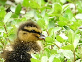 Close-up of a bird