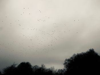 Low angle view of birds flying in sky