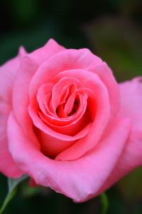 Close-up of pink rose flower