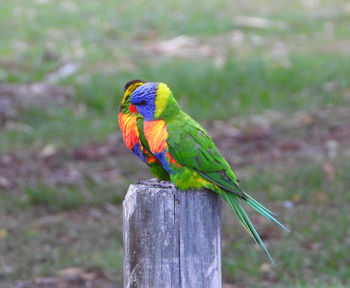 Close-up of parrot perching on wooden post