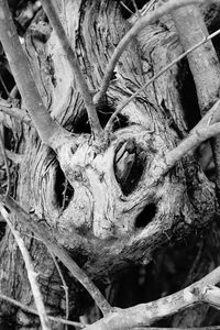 Close-up of a tree trunk