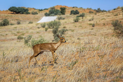 View of deer standing on field