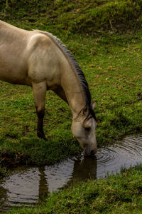 Side view of horse grazing on field