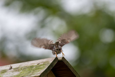 Close-up of bee flying