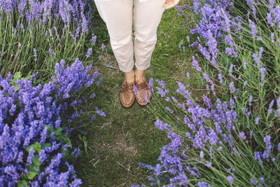 Low section of woman standing in lavender field