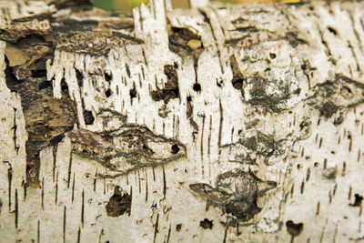 Close-up of lizard on tree trunk