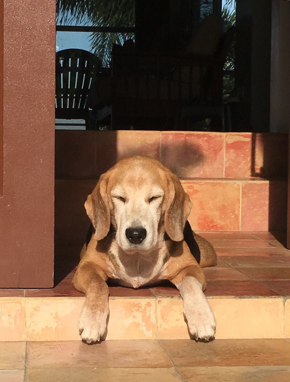 CLOSE-UP OF DOG SITTING