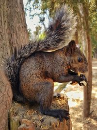 Squirrel eating peanuts