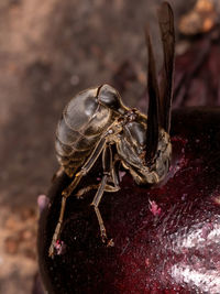 Close-up of insect