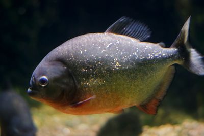 Close-up of piranha in aquarium