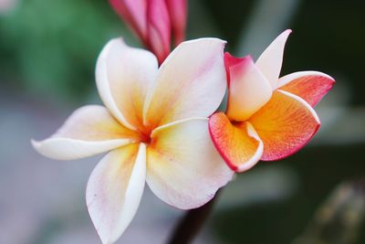 Close-up of white frangipani flowers